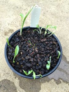 Chloraea bletioides pot