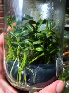 Dendrobium tobaense flask