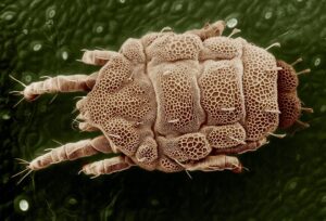 veggie-mite
