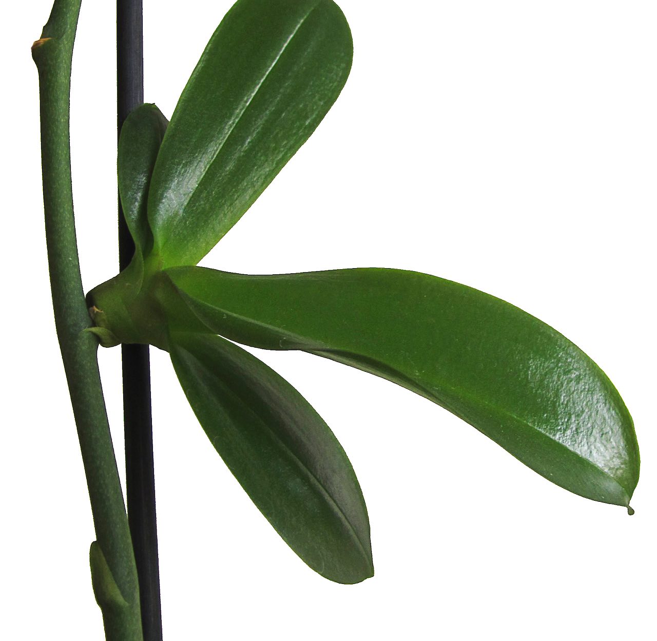 keiki